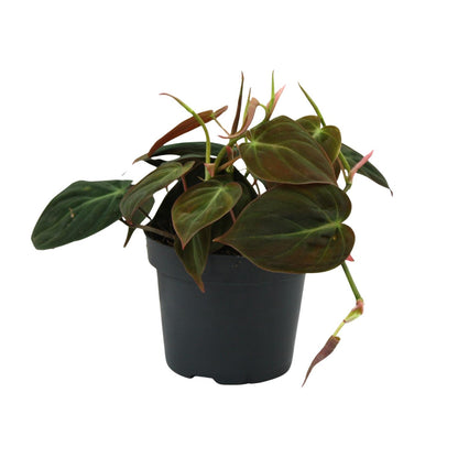 Kamerplant - Philodendron Micans - Pot Ø 12cm Hoogte ↕ 15cm