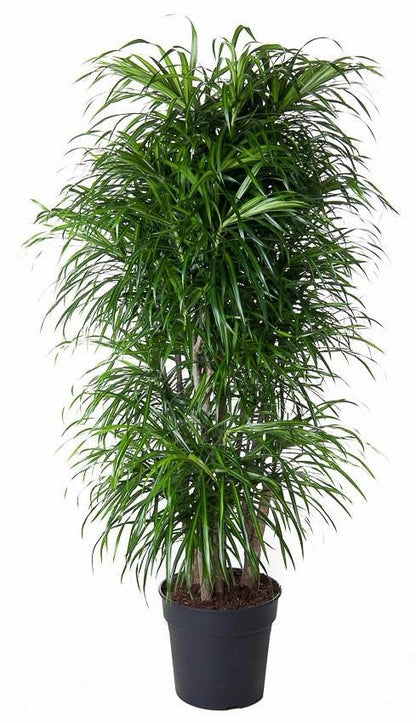 XL kamerplant - Dracaena Anita vertakt - Pot Ø 34cm Hoogte ↕ 160cm