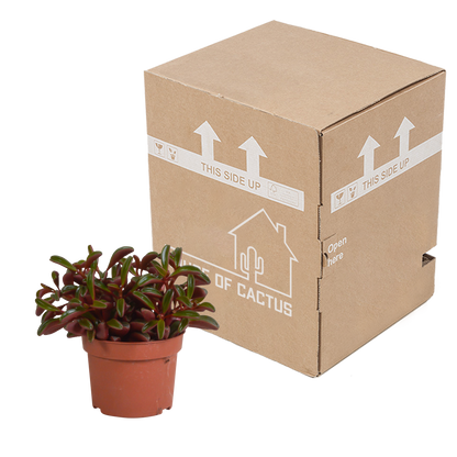 Kamerplant - Peperomia graveolens - Zonder pot