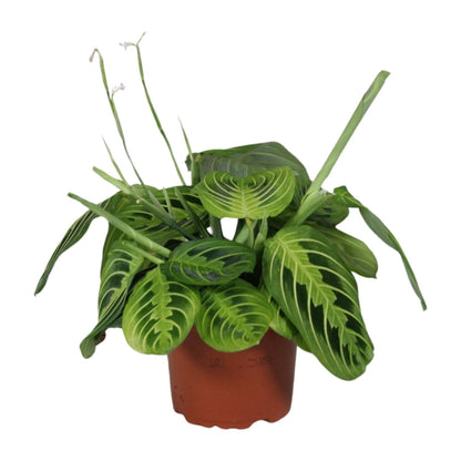 Kamerplant - Maranta Leuconeura Fascinator Lemon Lime - Pot Ø 12cm Hoogte ↕ 30cm