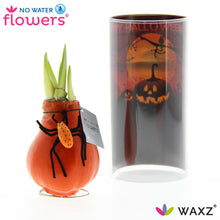 Kamerplant - Gewaxt Amaryllis Halloween SPIN - Hoogte ↕ 15cm