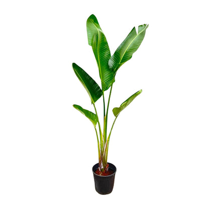 XL Kamerplant - Strelitzia Augusta - Pot Ø 30cm Hoogte ↕ 210cm