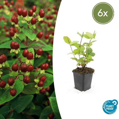Buitenplant 6x Hypericum inodorum 'Beauty' - Bloeiend - Pot Ø 9cm Hoogte ↕ 10-25cm