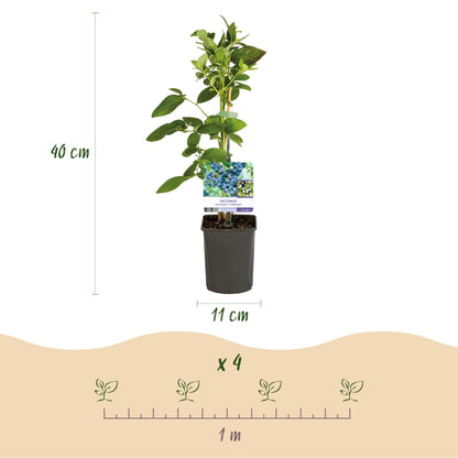Buitenplant 2x Vaccinium corymbosum 'Goldtraube' - Fruitplant - Pot Ø 11cm Hoogte ↕ 40cm