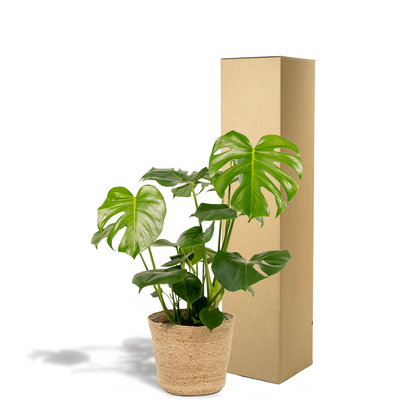 Kamerplant - Monstera Deliciosa - Inclusief siermand - Pot Ø 21cm Hoogte ↕ 80cm