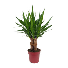 Kamerplant - Yucca 'Tres Cañas' 3-stam - Pot Ø 19cm Hoogte ↕ 70cm