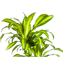XL kamerplant - Dracaena Fragrans Massangeana Carrousel - Pot Ø 30cm Hoogte ↕ 130-150cm