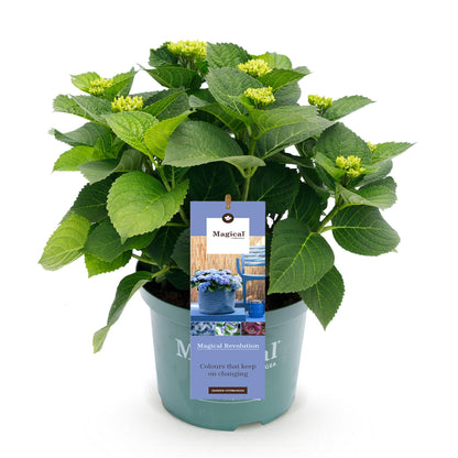 Buitenplant - Hydrangea 'Magical Revolution Blue' - Bloeiend - Pot Ø 23cm Hoogte ↕ 55cm