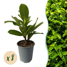 Buitenplant 8x Prunus laurocerasus Rotundifolia - Groenblijvend - Pot Ø 9cm Hoogte ↕ 30-35cm