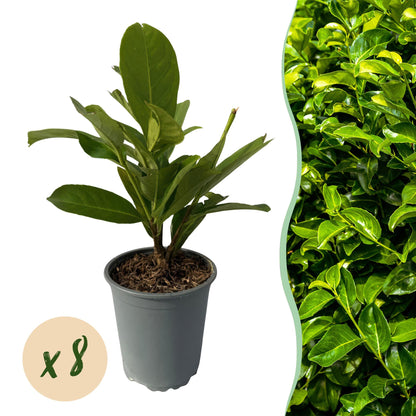 Buitenplant 8x Prunus laurocerasus Rotundifolia - Groenblijvend - Pot Ø 9cm Hoogte ↕ 30-35cm