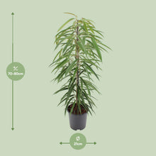 Kamerplant - Ficus Binnendijkii Alii - Pot Ø 21cm Hoogte ↕ 80cm