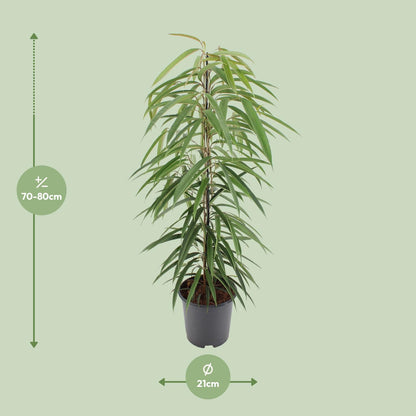 Kamerplant - Ficus Binnendijkii Alii - Pot Ø 21cm Hoogte ↕ 80cm