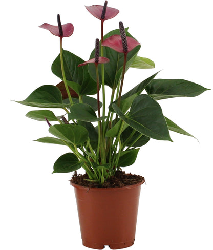 Kamerplant - Anthurium Baby Purple - Pot Ø 12cm Hoogte ↕ 36cm