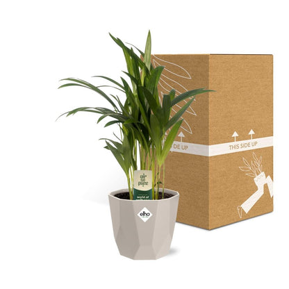 Kamerplant - Dypsis Lutescens (Areca) - Incl. sierpot - Pot Ø 12cm
