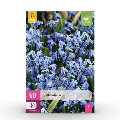 Buitenplant 50x Scilla siberica - Bloembollen Paars - XXL Pack Bolmaat 7/8