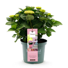 Buitenplant - Hydrangea Magical Revolution Pink - Pot Ø 23cm Hoogte ↕ 55cm