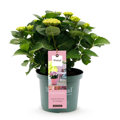 Buitenplant - Hydrangea Magical Revolution Pink - Pot Ø 23cm Hoogte ↕ 55cm