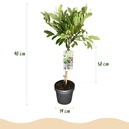 Buitenplant - Magnolia stellata op Stam - Winterhard - Pot Ø 19cm Hoogte ↕ 90cm
