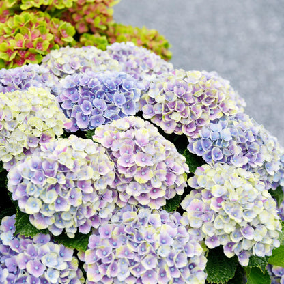 Buitenplant - Hydrangea Magical Jewel Blue - Bloeiend - Pot Ø 23cm Hoogte ↕ 55cm