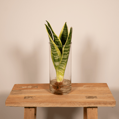 Kamerplant - Sanseveria in Cylinder Glas - Pot Ø 12cm Hoogte ↕ 30cm