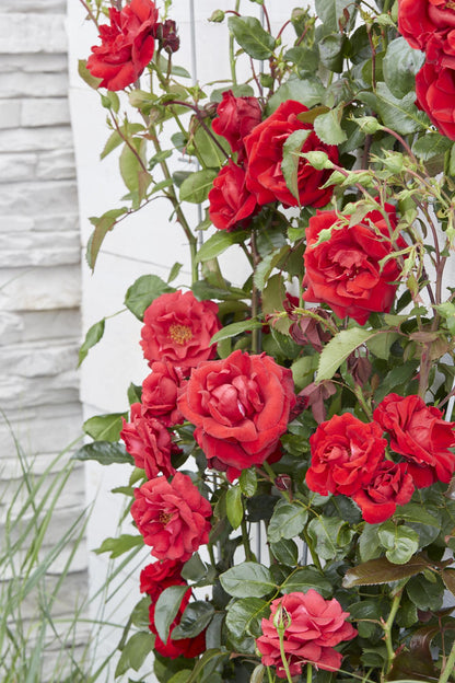 Buitenplant 3x Rosa Crazy in Love 'Red' - Bloeiend - Pot Ø 15cm Hoogte ↕ 65cm