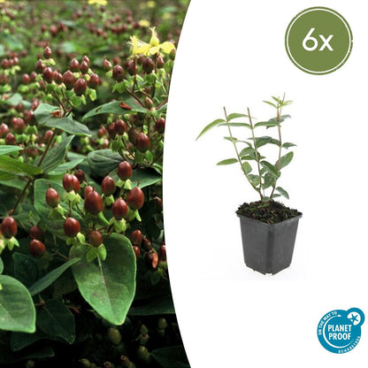 Buitenplant 6x Hypericum inodorum 'Rheingold' - Bloeiend - Pot Ø 9cm Hoogte ↕ 10-25cm