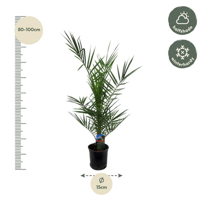 Buitenplant - Phoenix canariensis - Pot Ø 14cm Hoogte ↕ 80cm