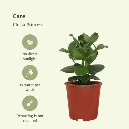Kamerplant 2x Clusia Princess - Handtekeningboom - Pot Ø 12cm Hoogte ↕ 15cm