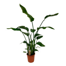 XL Kamerplant - Strelitzia Nicolai - Pot Ø 21cm Hoogte ↕ 120cm