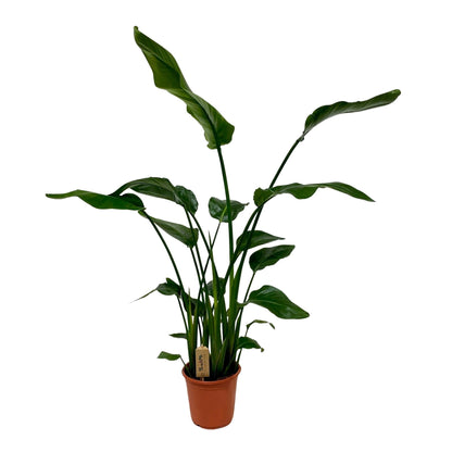 Kamerplant - Strelitzia Nicolai - Hoogte ↕ 35-250cm