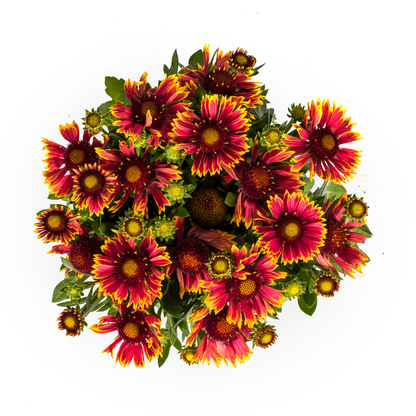 Buitenplant - Gaillardia Aristata - Bloeiend - Pot Ø 19cm Hoogte ↕ 40-50cm