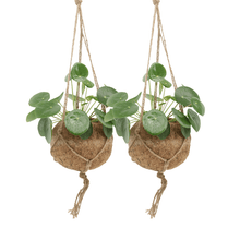 Kamerplant 2x Kokodama Pilea Peperomioides - Pannekoekenplant - Pot Ø 15cm Hoogte ↕ 20cm