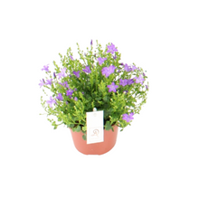 Buitenplant - Campanula - Bloeiend - Pot Ø 12cm Hoogte ↕ 22cm