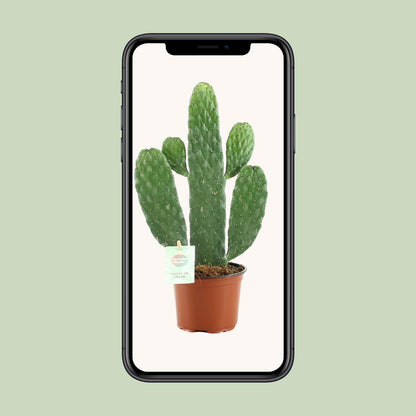 Kamerplant - Opuntia Rubescens Consolea - Pot Ø 12cm Hoogte ↕ 35cm
