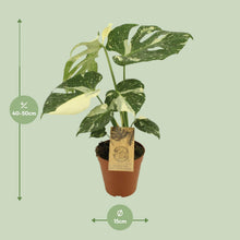 Kamerplant - Monstera Thai Constellation - Pot Ø 15cm Hoogte ↕ 50cm