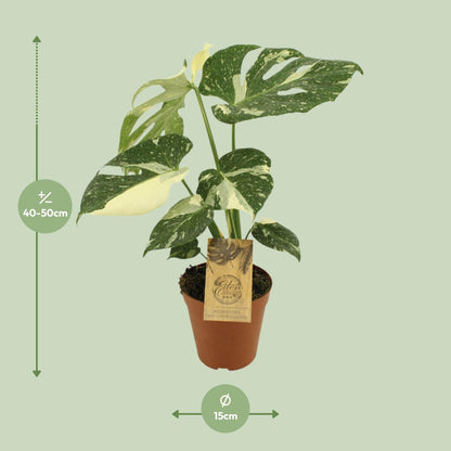 Kamerplant - Monstera Thai Constellation - Pot Ø 15cm Hoogte ↕ 50cm