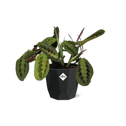 Kamerplant - Maranta Leuconeura 'Fascinator' Tricolor - Pot Ø 14cm