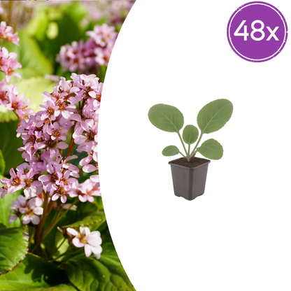 Buitenplant 48x Bergenia cordifolia - Bloeiend - Pot Ø 9cm Hoogte ↕ 10-25cm