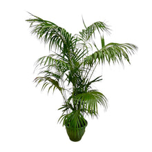 XL kamerplant - Kentia Palm XXL - Pot Ø 32-40cm Hoogte ↕ 260cm