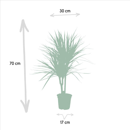 Kamerplant - Dracaena Marginata - Pot Ø 17cm Hoogte ↕ 90cm