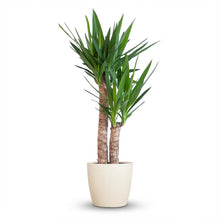 Kamerplant - Yucca Elephantipes - Inclusief sierpot wit - Pot Ø 21cm Hoogte ↕ 90cm