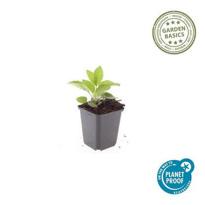 Buitenplant 24x Rudbeckia fulgida 'Goldsturm' - Bloeiend - Pot Ø 9cm Hoogte ↕ 10-25cm