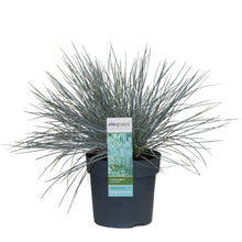 Buitenplant - Festuca glauca Azura Blue - Pot Ø 19cm Hoogte ↕ 40cm