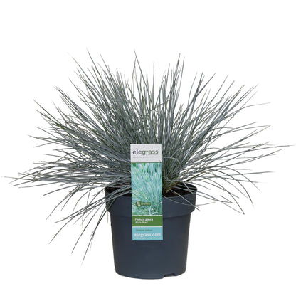 Buitenplant - Festuca glauca Azura Blue - Pot Ø 19cm Hoogte ↕ 40cm
