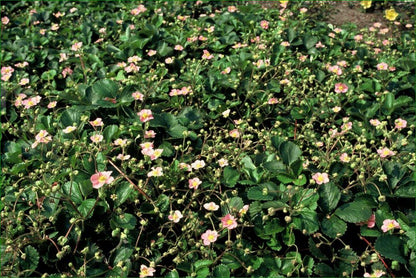 Buitenplant 48x Fragaria vesca - Bloeiend - Pot Ø 9cm Hoogte ↕ 10-25cm