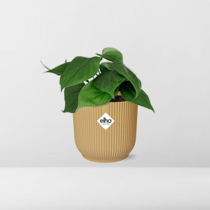 Kamerplant - Philodendron Scandens - Pot Ø 14cm