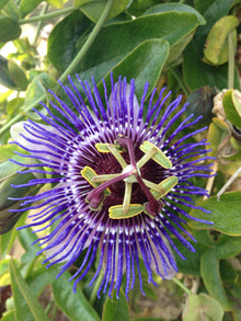 Buitenplant - Passiflora 'Purple Haze' - Klimplant - Pot Ø 15cm Hoogte ↕ 65cm
