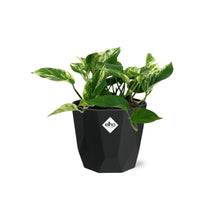 Kamerplant - Scindapsus (Epipremnum) Marble Queen - Hangplant - Pot Ø 14cm