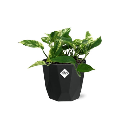 Kamerplant - Scindapsus (Epipremnum) Marble Queen - Hangplant - Pot Ø 14cm