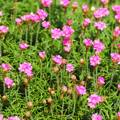 Buitenplant 6x Armeria maritima 'Splendens' - Bloeiend - Pot Ø 9cm Hoogte ↕ 10-25cm